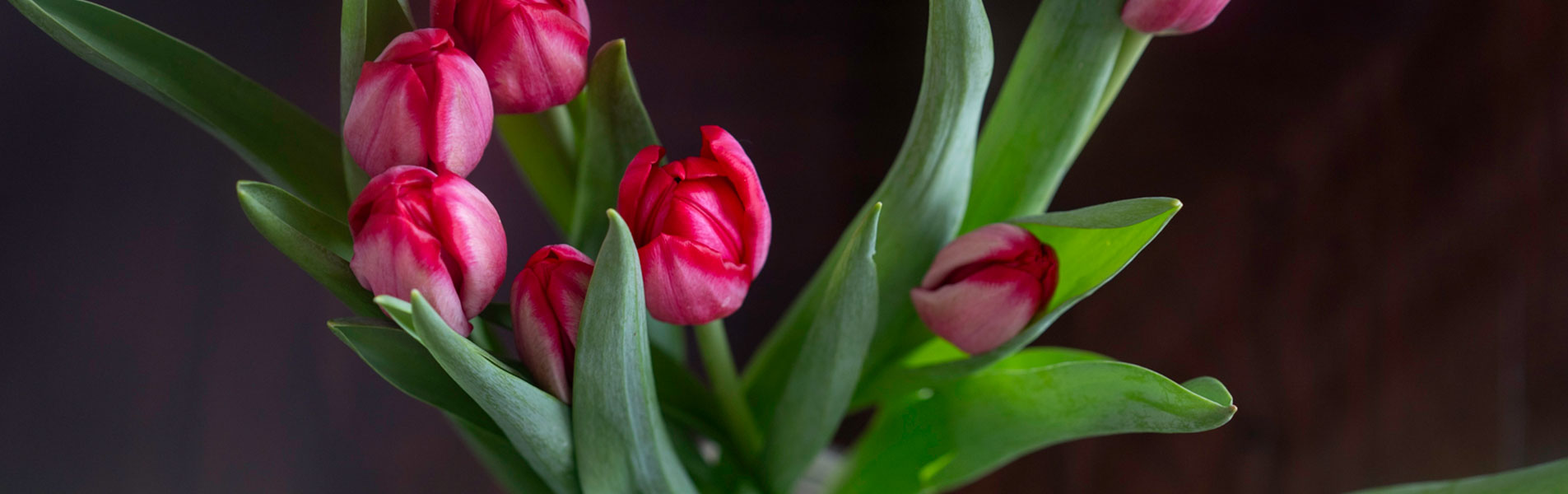 Contacto Alvear Palace Hotel